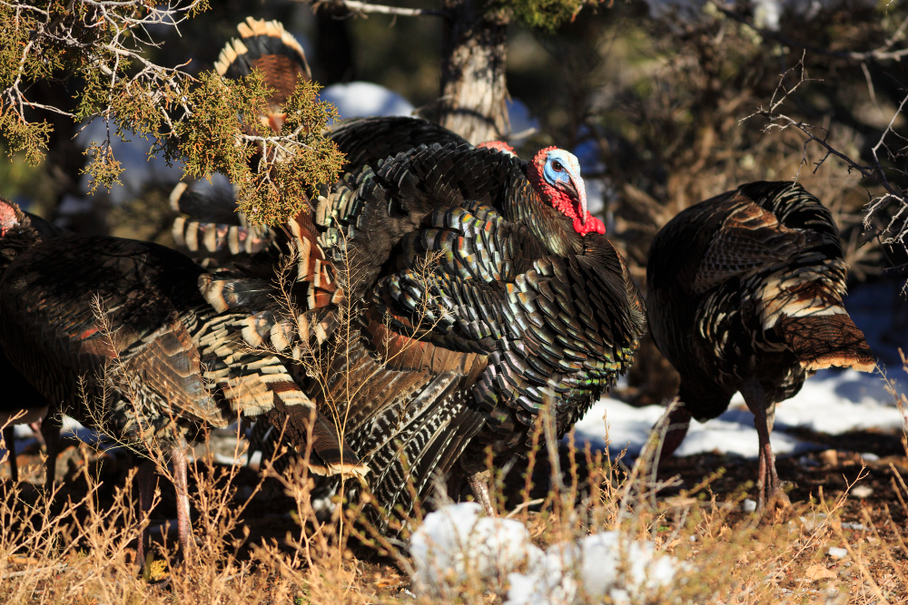 The Role of Hunting in Wildlife Management