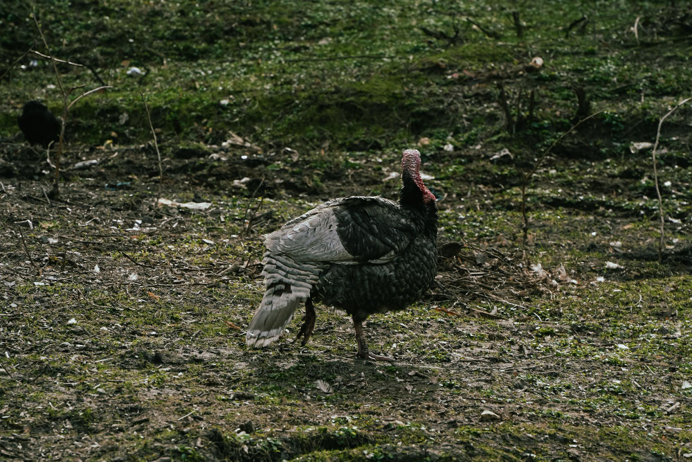 Mastering Turkey Hunting Tactics