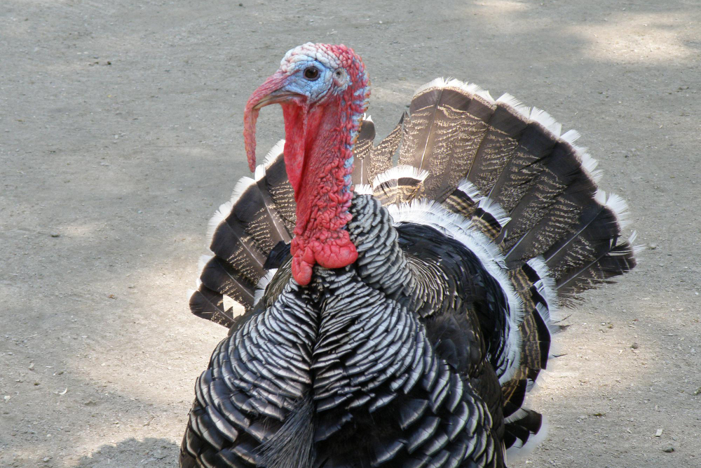 Master Decoy Placement: The Key to Successful Turkey Hunts
