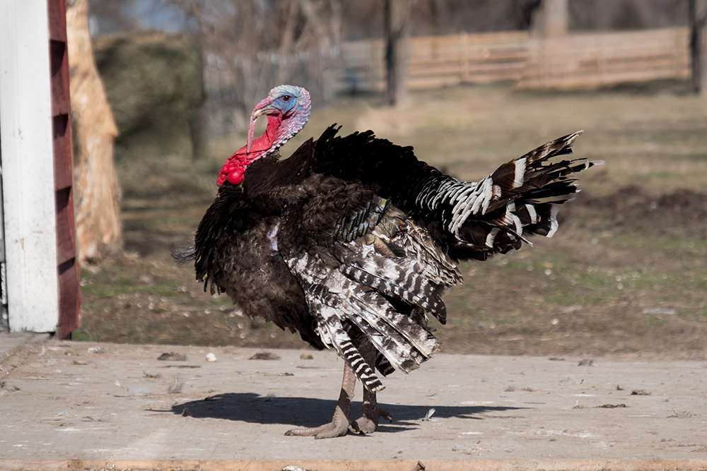 Master Turkey Behavior for Successful Hunts
