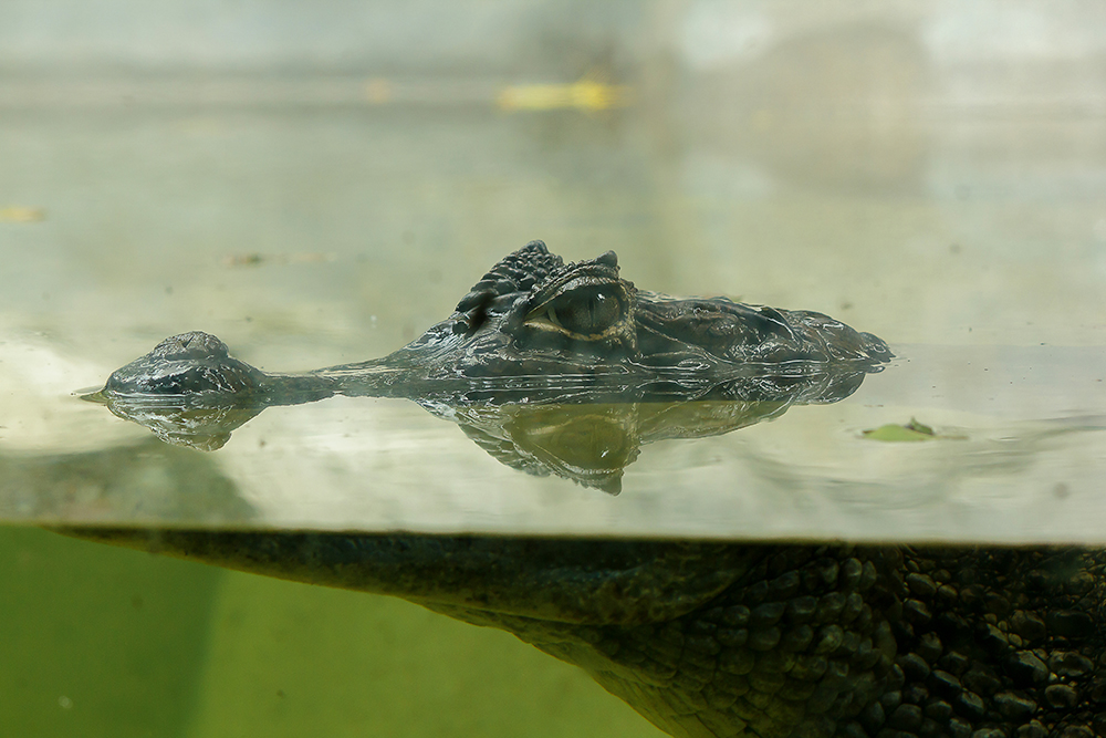 Essential Alligator Hunting Tactics Every Hunter Should Know