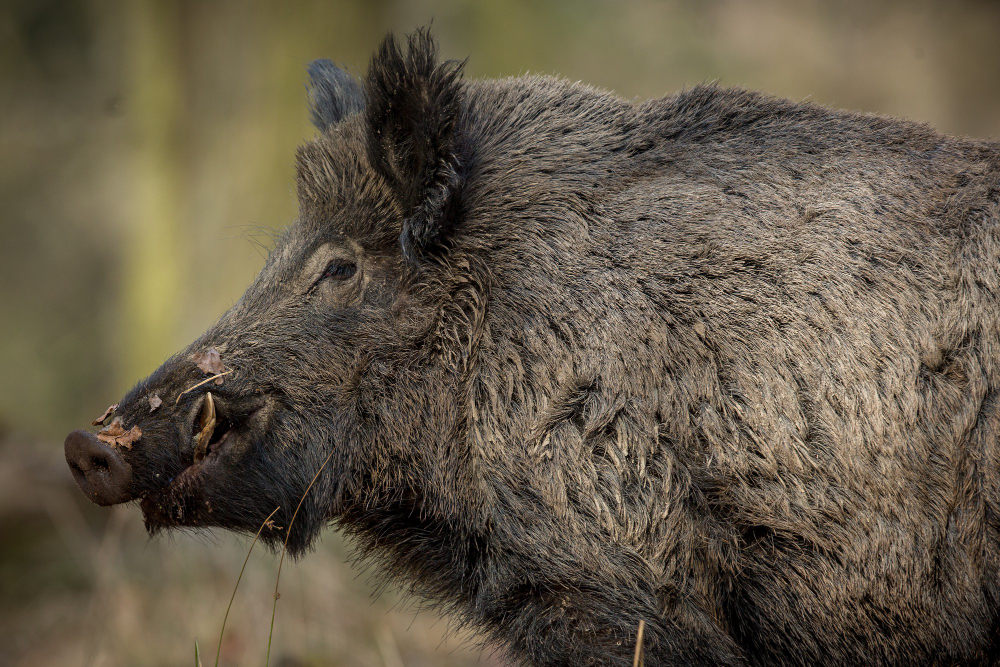 Hog Hunts in Orlando, Florida: No License Needed?