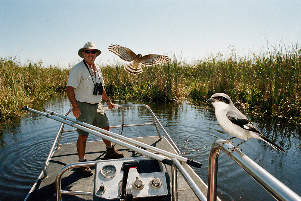 What Wildlife Will You Actually See on a St. Johns River Airboat Tour?
