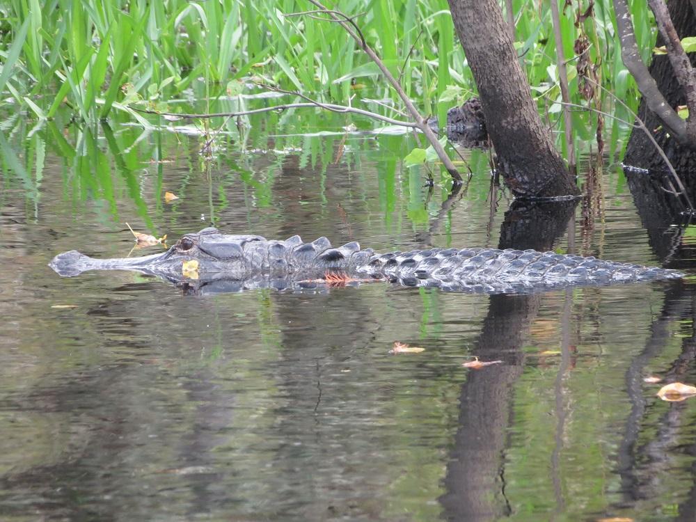 Florida Airboat Rides Orlando: Where Adrenaline Meets Nature