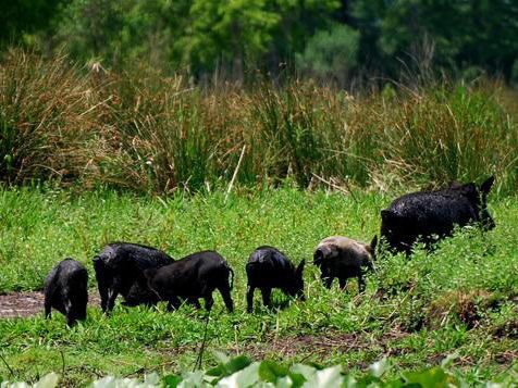 Airboat Tours in Florida: Your Guide to the Real Orlando
