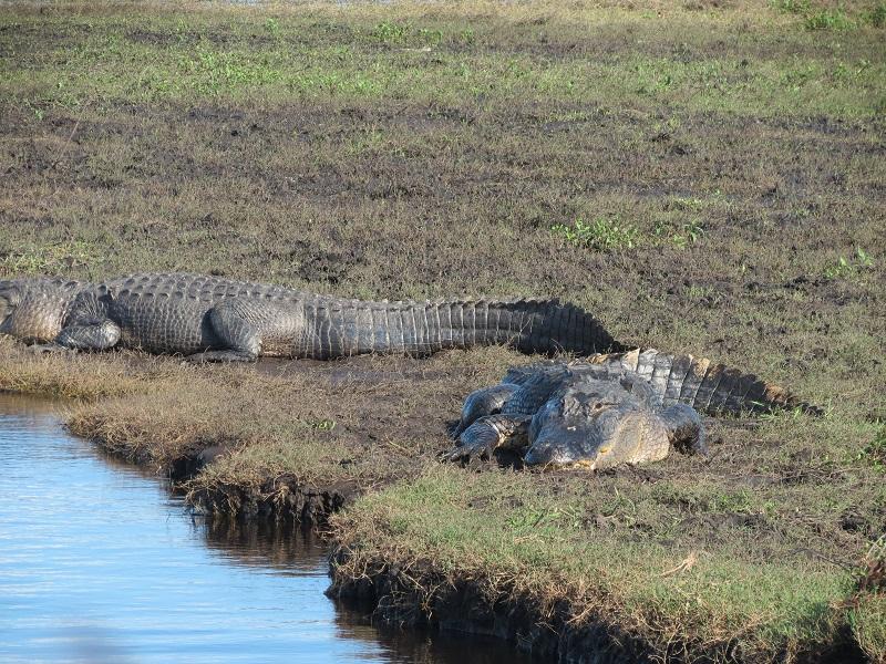 Wild Florida: The Top Rated Airboat Rides Orlando