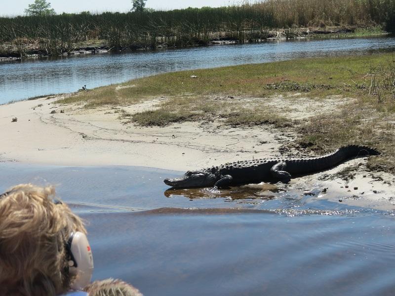 Orlando Escape: Finding Florida's Wild Side