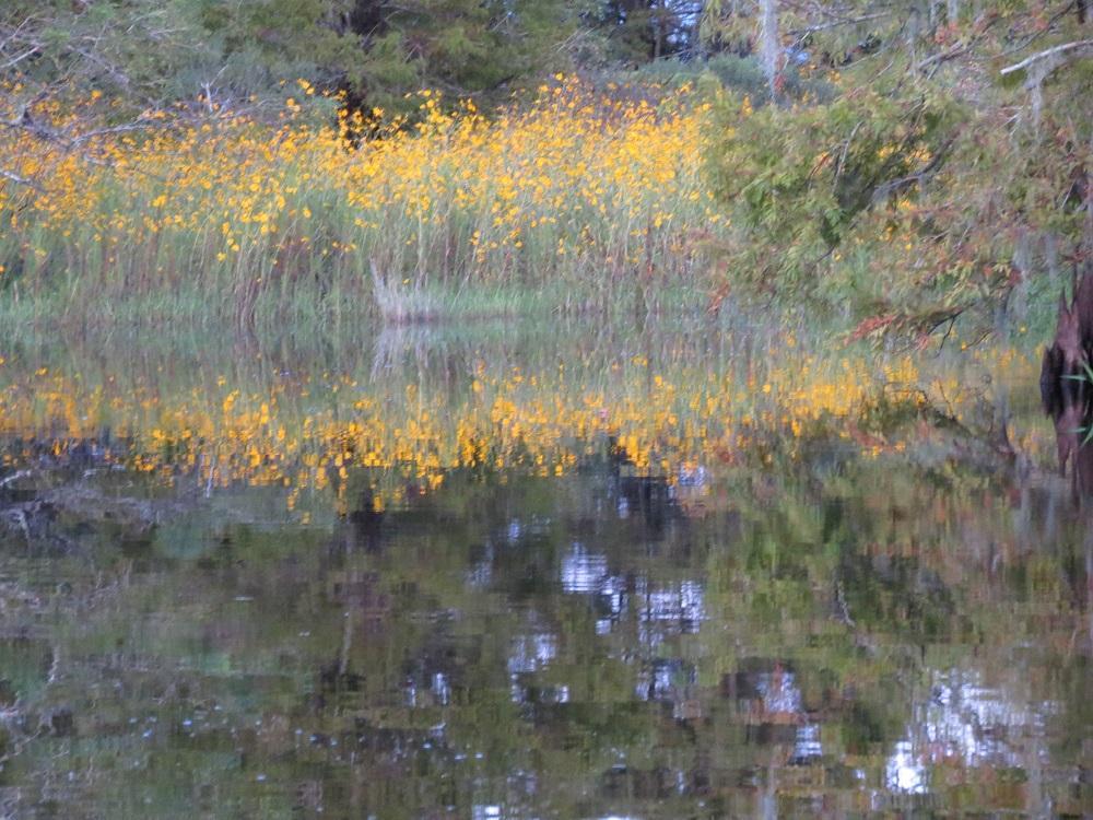 What the Florida Wetlands Actually Look Like from an Airboat (And Why It Surprises Everyone)