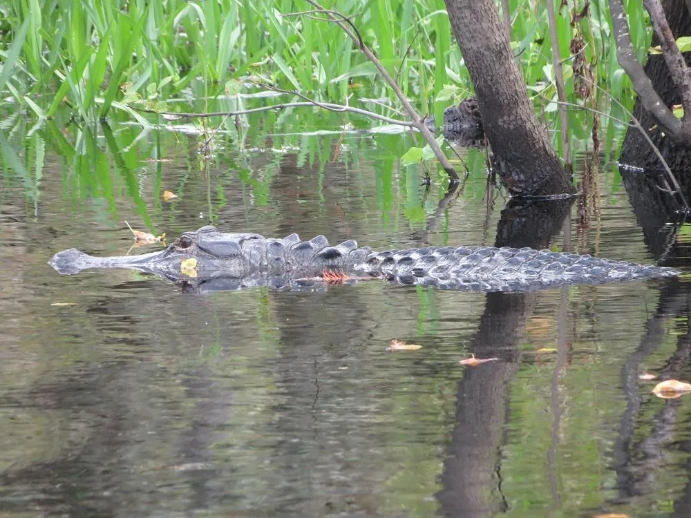 Florida Airboat Rides Orlando: Where Adrenaline Meets Nature