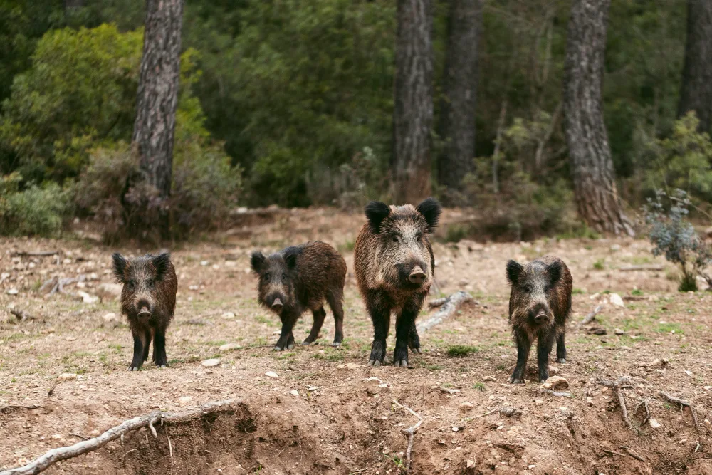 Essential Hog Hunting Tips for Beginners