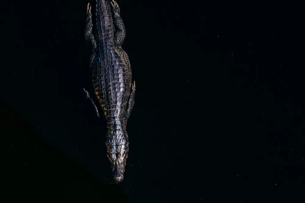 5 Dos and Don'ts for a Successful Gator Hunt