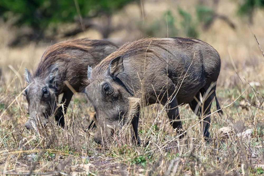 Wild Hog Hunting in Orlando, FL: What to Expect