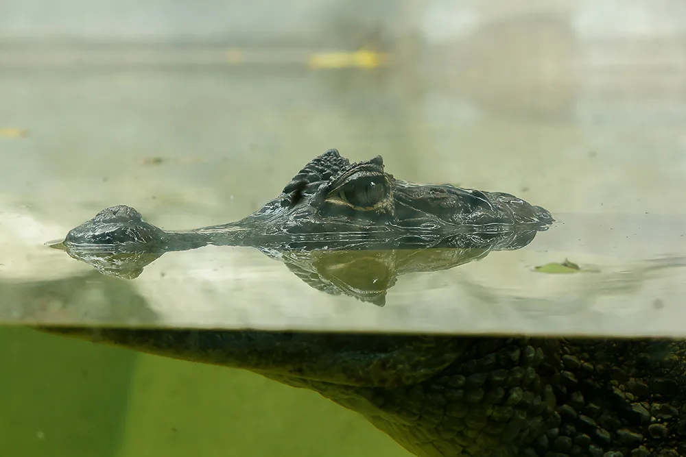 Essential Alligator Hunting Tactics Every Hunter Should Know