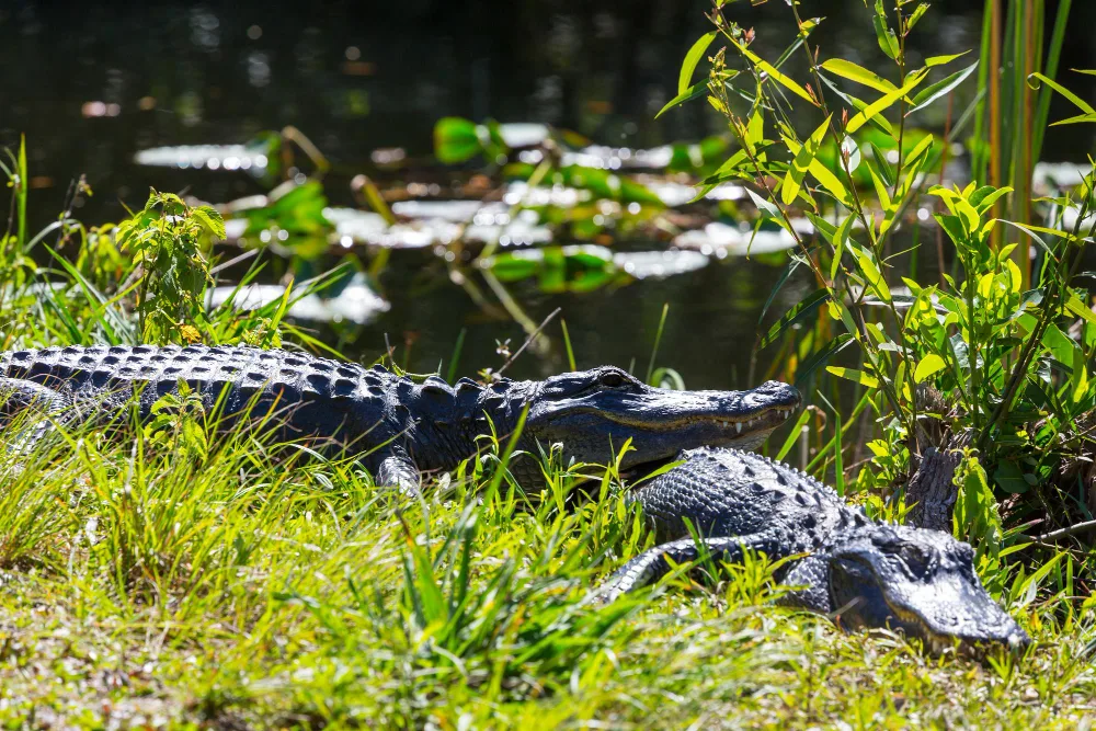 Gator Hunting in Orlando, FL: Dates & Rules