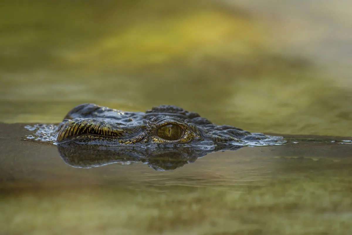 Stay Safe on Your Gator Hunting Adventure