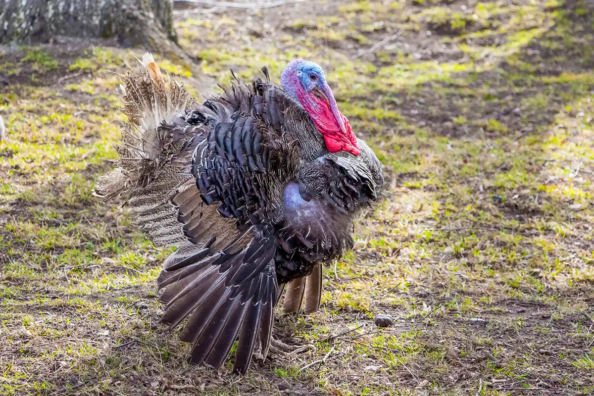 Wild Turkey Basics