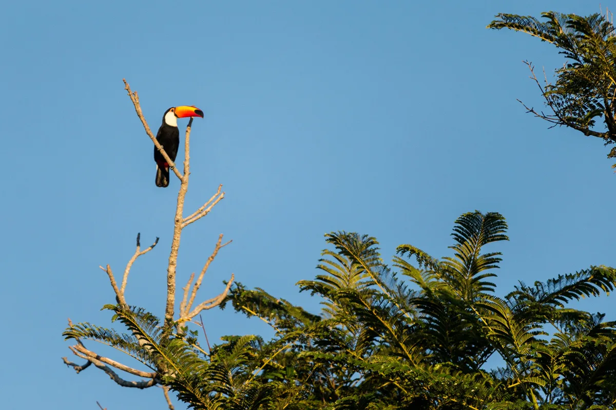 Tips on How to Spot Wildlife on Orlando Airboat Tours