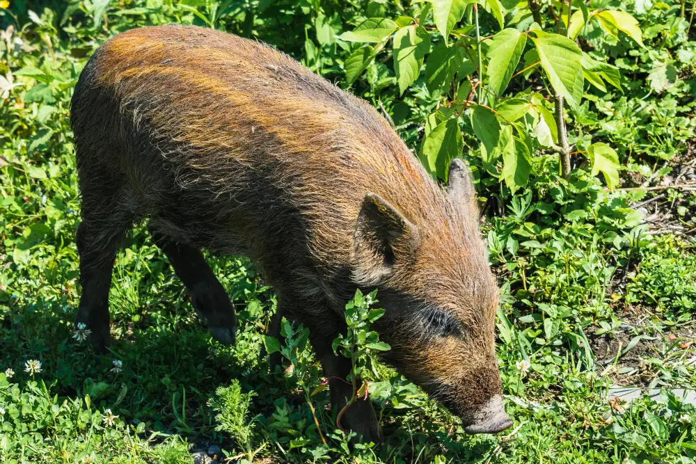 Tracking Feral Hogs: Signs, Scents, and Strategies