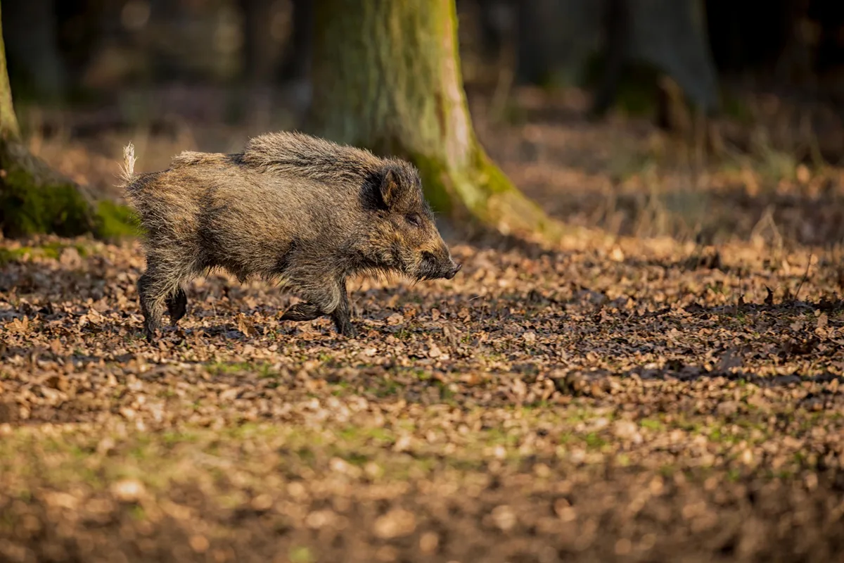 Don't Forget These Essentials on Your Hunts
