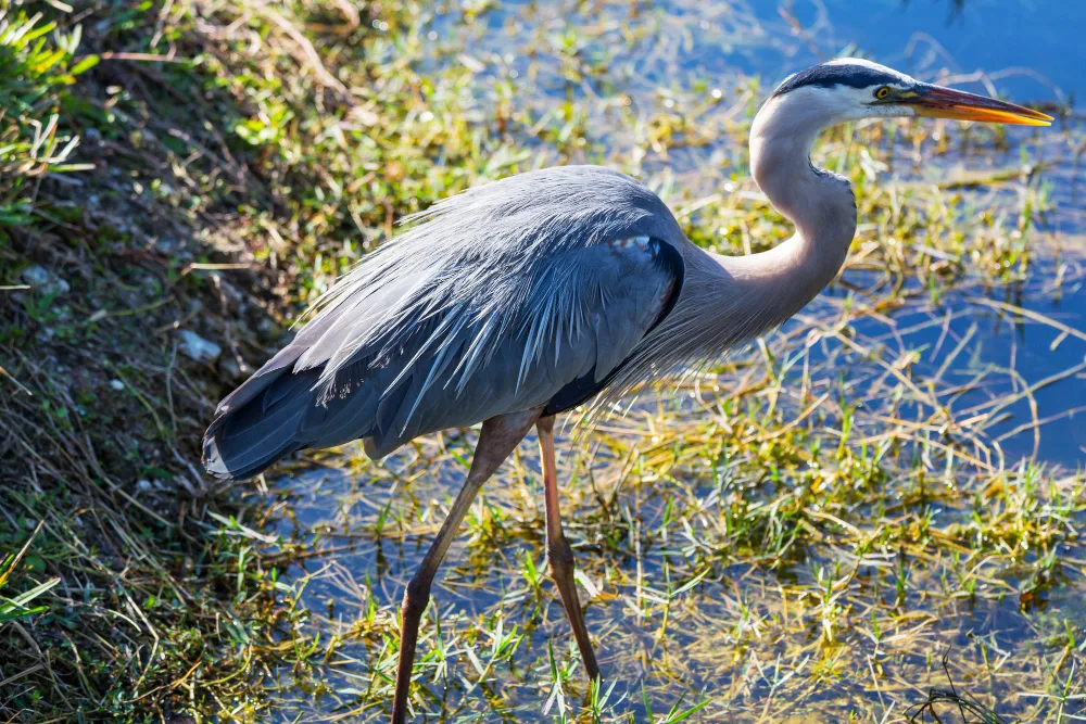 Birdwatching in Florida by Airboat