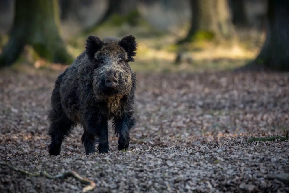 Debunking Common Misconceptions About Hog Meat