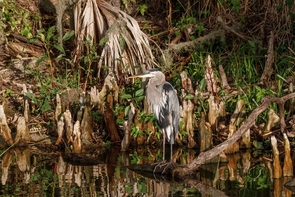 The Wildest Things We Have Seen on Orlando Airboat Rides