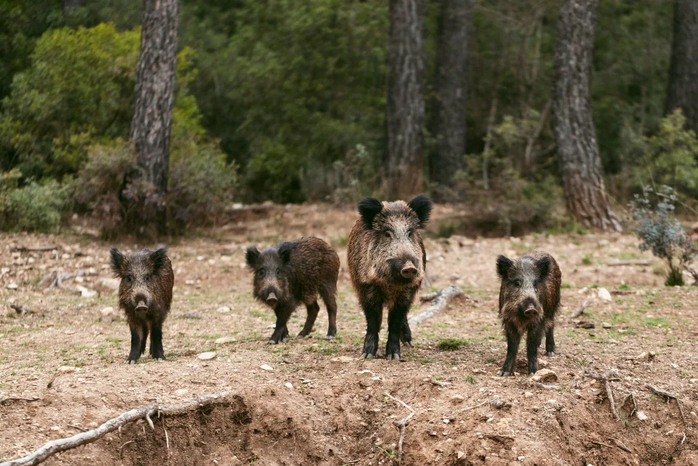 Public vs. Private Land Hog Hunts: What You Need to Know