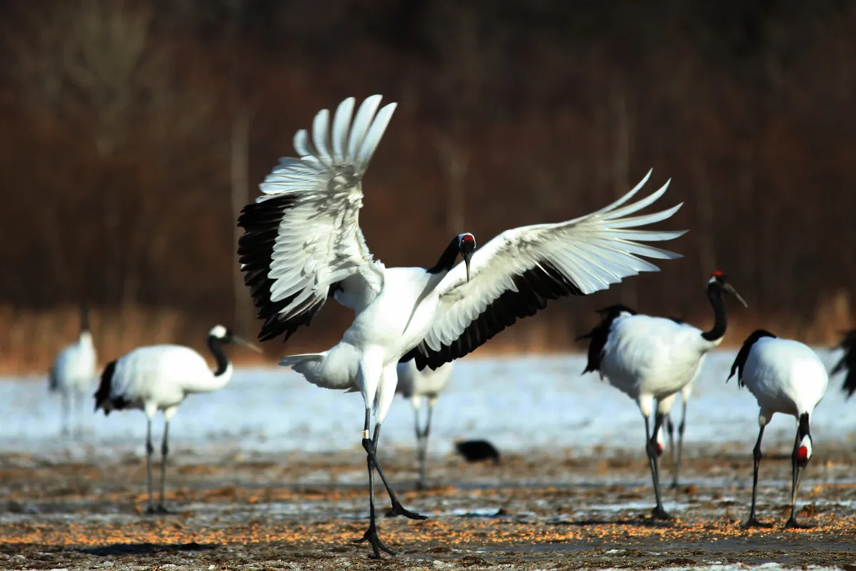 All About Sandhill Cranes