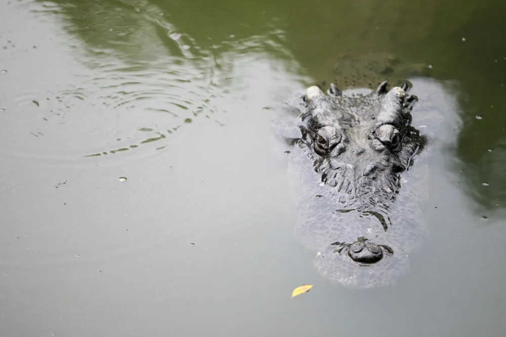 The Ultimate Guide to Alligator & Crocodile Preservation in Orlando, FL