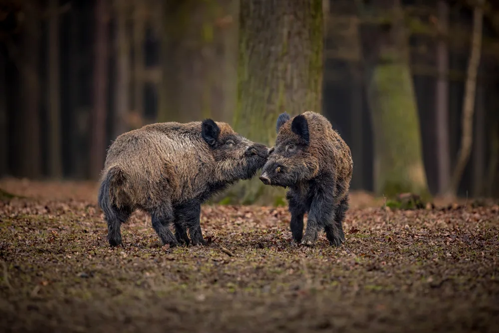 Planning Your Hog Hunt: Tips from Expert Hunters