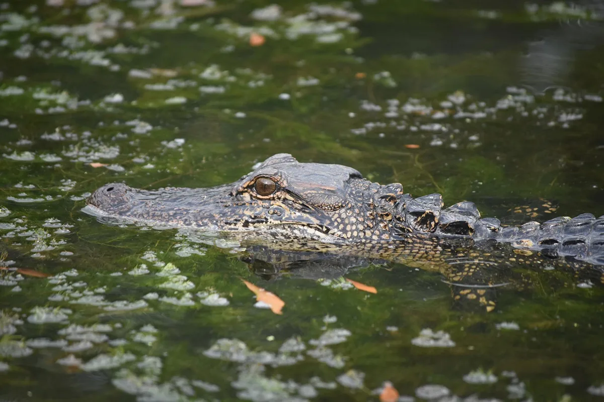 Meet These Exotic Animals on Your Airboat Ride