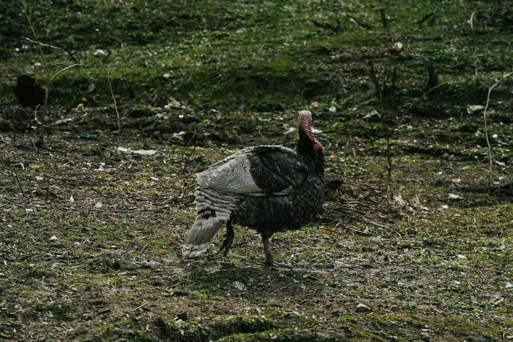 Mastering Turkey Hunting Tactics