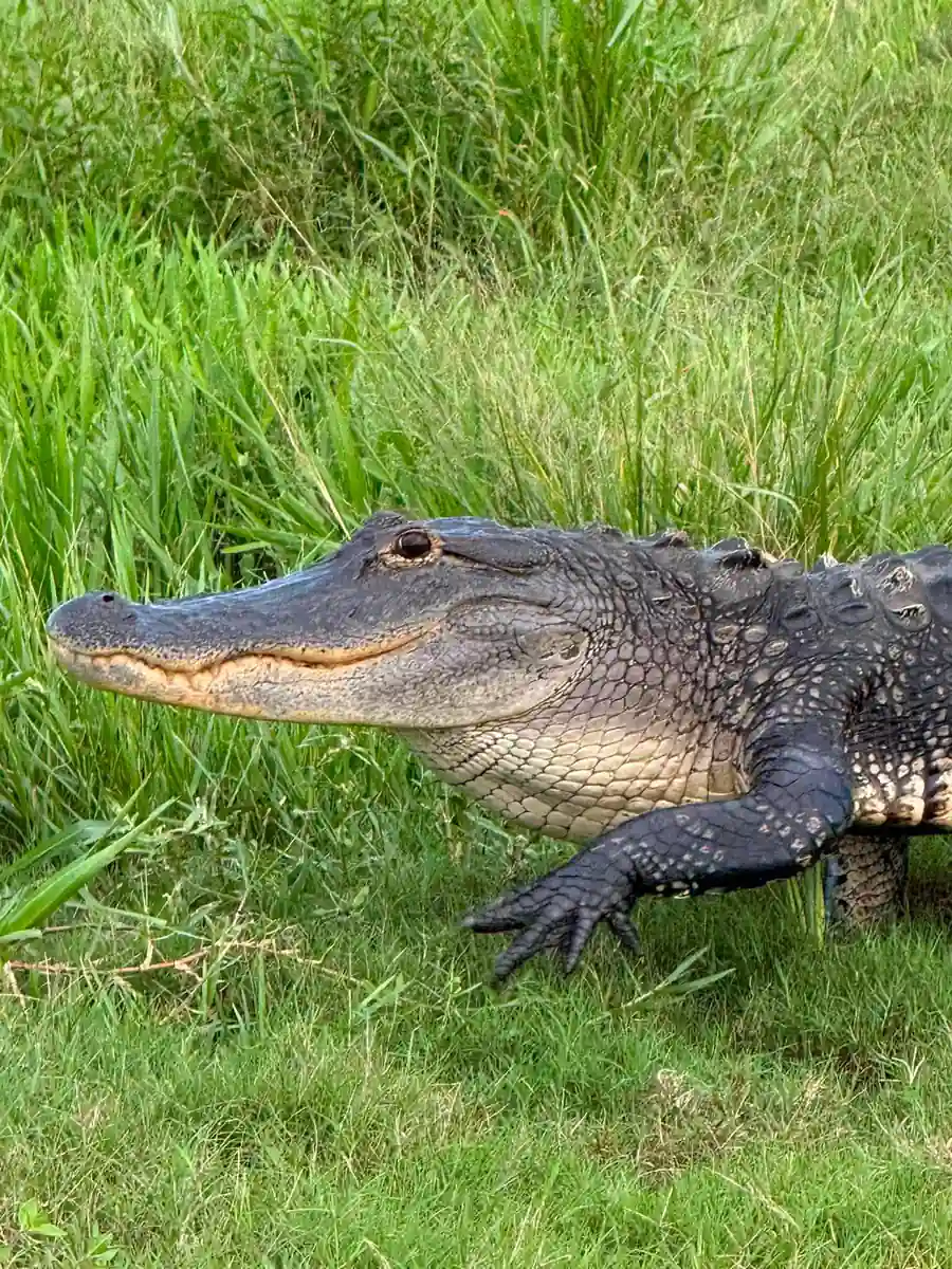 A close profile of an alligator resting in tall green grass on the riverbank