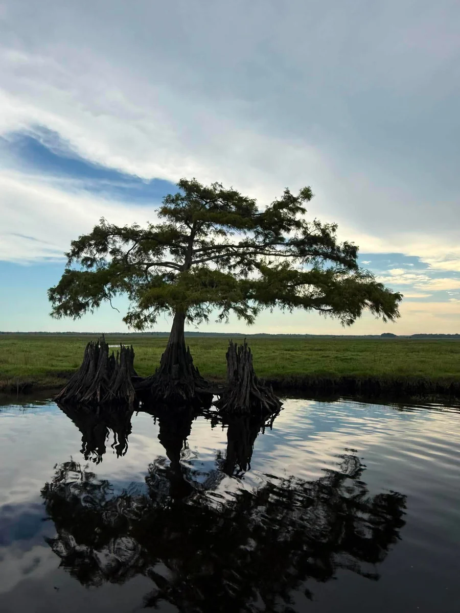 A lone bald cypress standing on the prairie edge with its knees reflected in still water at dusk