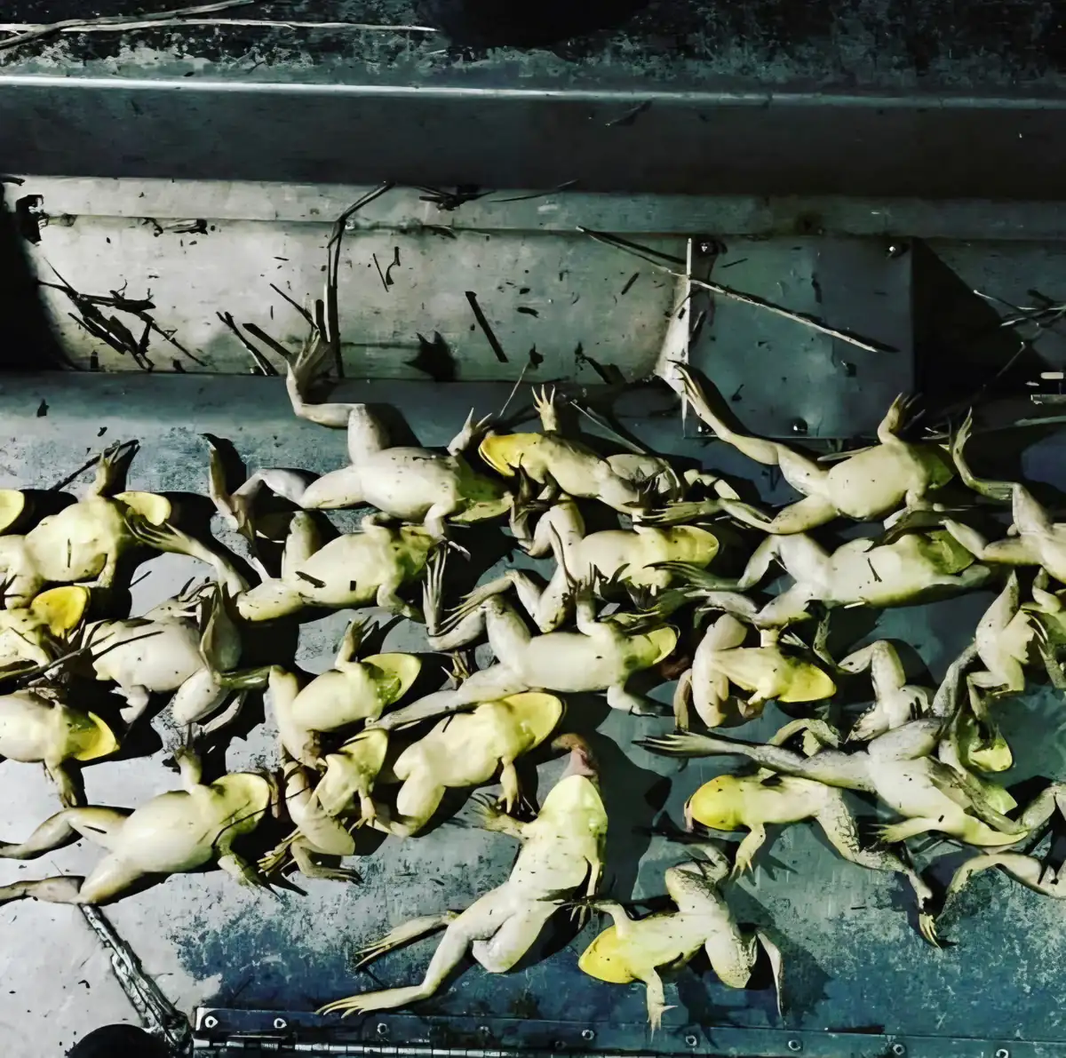 Bullfrogs from the night's catch lying in the bottom of the aluminum boat showing their yellow throats
