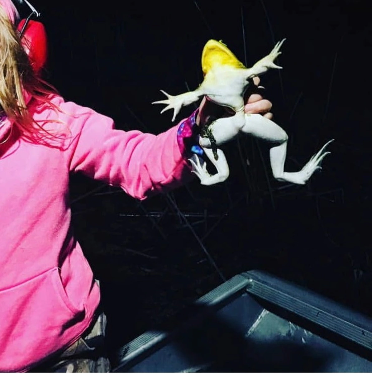 A young girl in a pink hoodie and hearing protection holding up a large bullfrog she caught at night