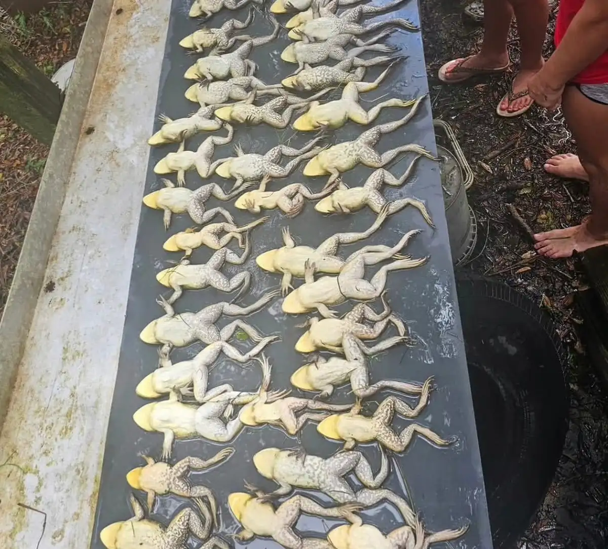 Rows of bullfrogs laid out on a cleaning table the morning after a frogging trip