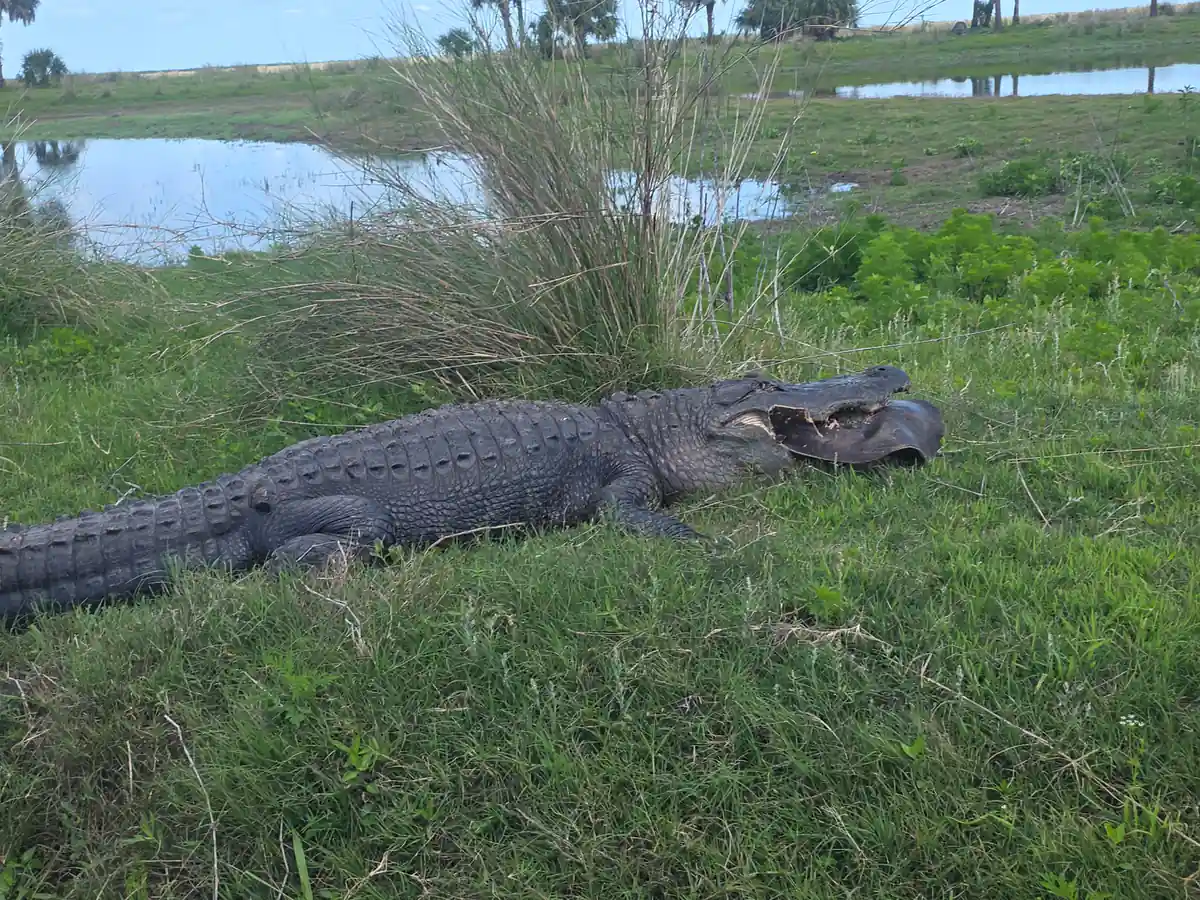 A large alligator on a grassy bank with its jaws open over prey while the marsh stretches out behind it