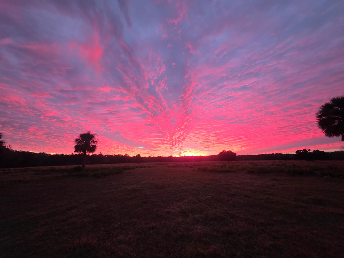 A vivid pink and blue sunset spread across the sky over open pasture with a lone sabal palm