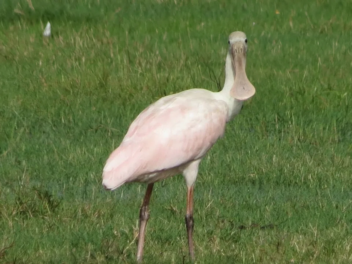 Roseate spoonbill with its pink wings and spoon shaped bill standing in the St. Johns River marsh