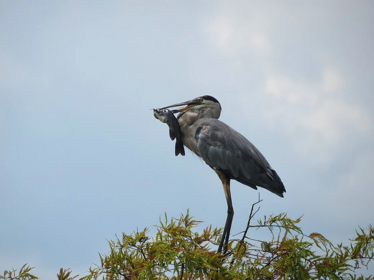 Great blue heron holding a fresh caught catfish crosswise in its bill atop a cypress