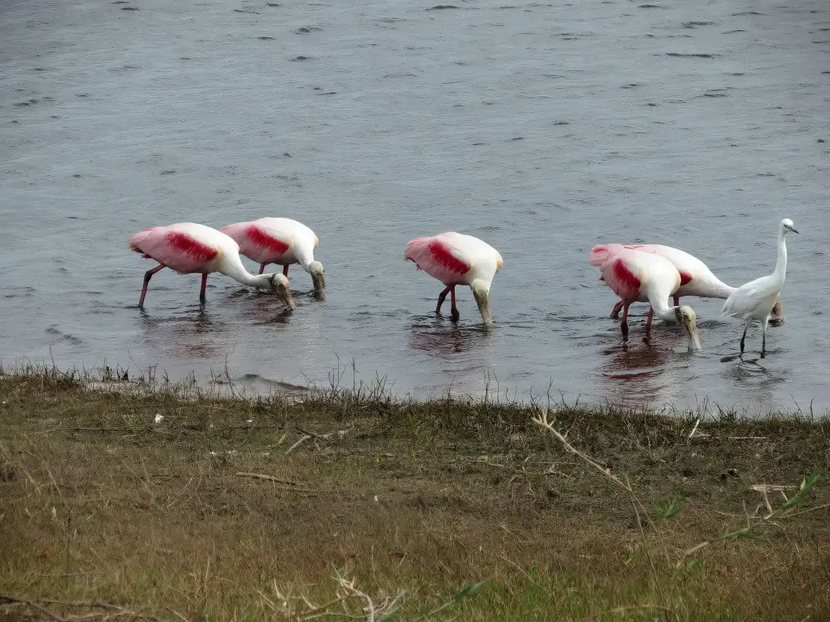 Flock of roseate spoonbills feeding alongside a great egret on the St. Johns River