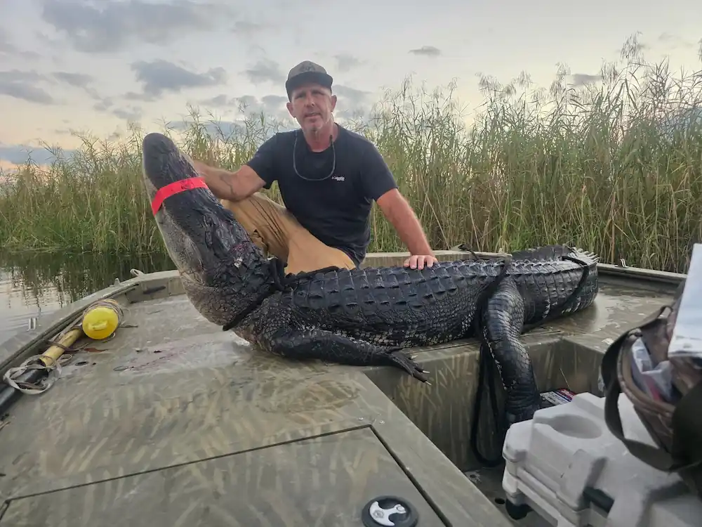 Switchgrass Outfitters Alligator Hunts